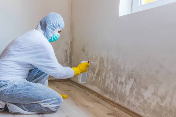 Professional mold removal team in Medford